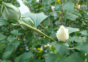 e0138031_9123187.jpg