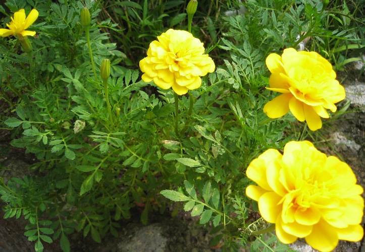f0042737_15155949.jpg