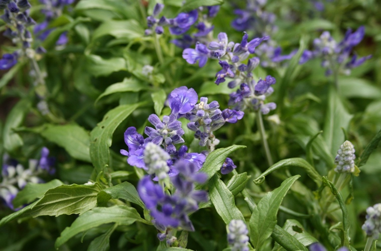 f0042737_1582475.jpg