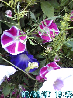 d0096542_2333553.jpg
