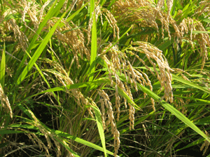 d0050871_10434736.gif