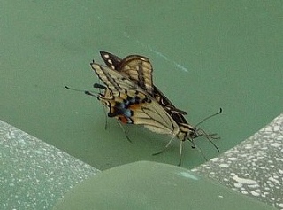 c0160488_8542480.jpg