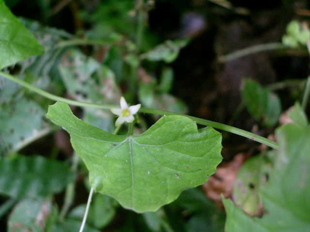 e0025300_1233102.jpg