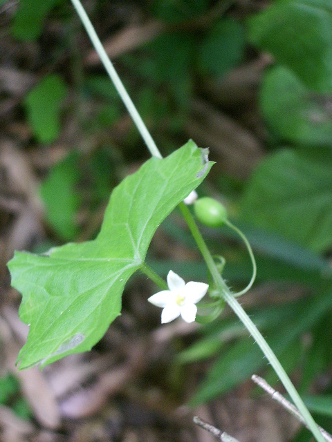 e0025300_12361466.jpg