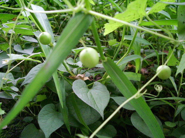 e0025300_12395327.jpg