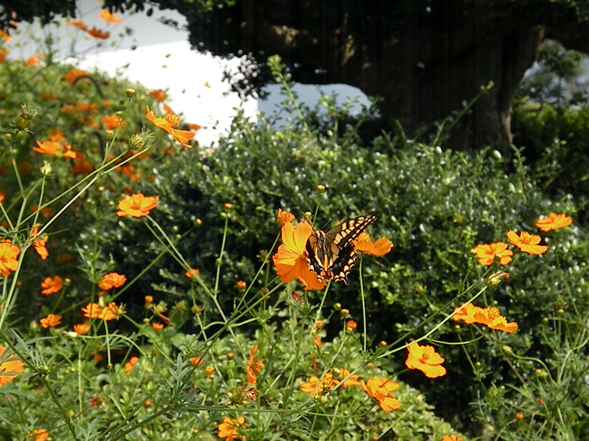 e0015108_1837462.jpg