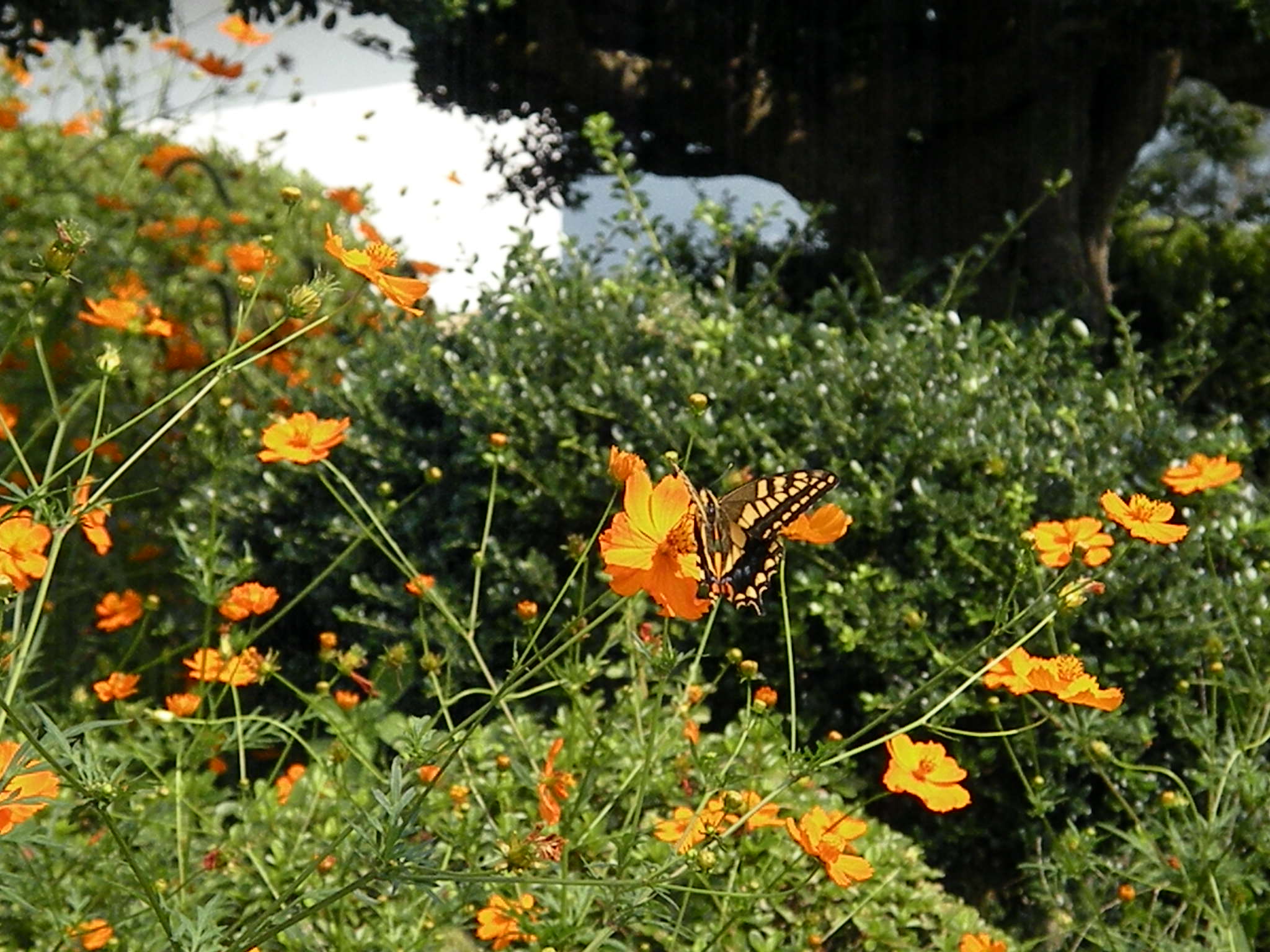 e0015108_1837621.jpg