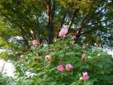 b0062522_23544973.jpg