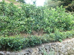 f0060424_17132921.jpg