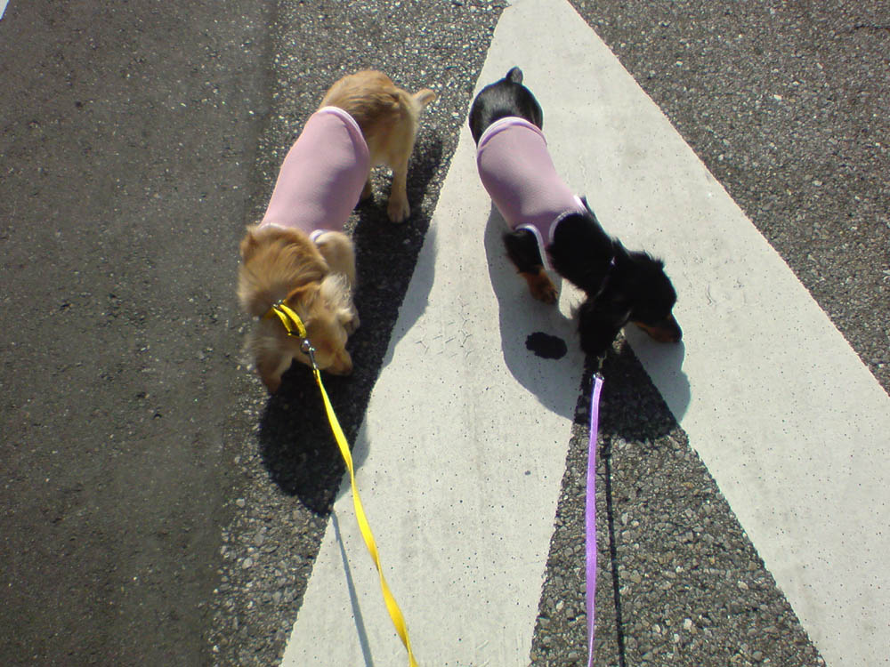 c0117831_21312934.jpg