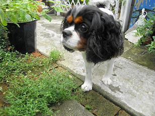 c0145250_1495510.jpg