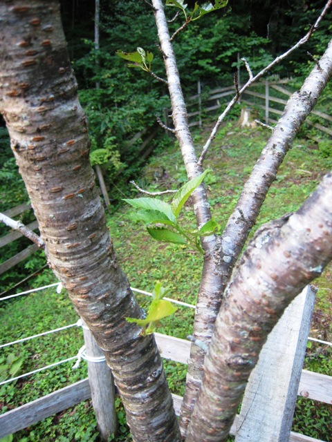 d0065484_1717750.jpg