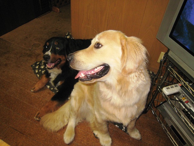 d0065484_176231.jpg