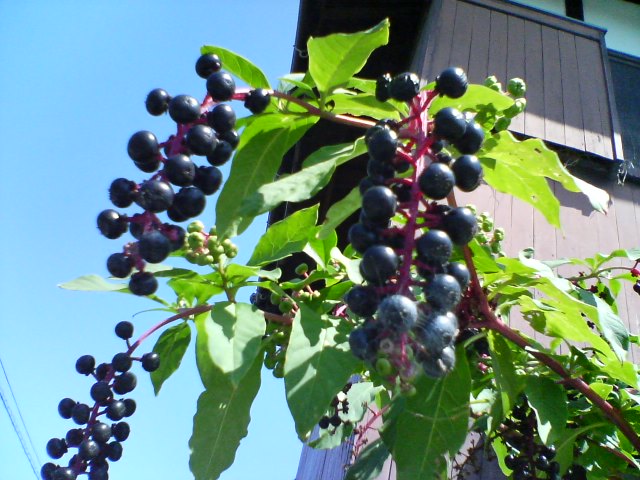 f0077595_11123812.jpg