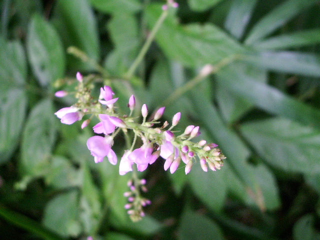 e0025300_12533555.jpg