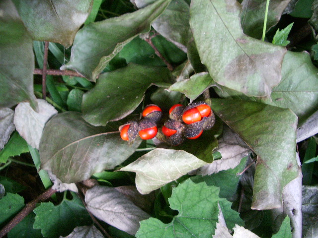 e0025300_12565985.jpg