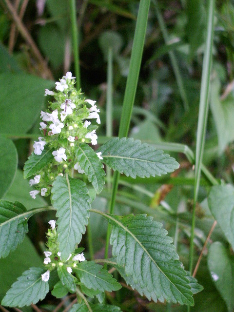e0025300_12581921.jpg