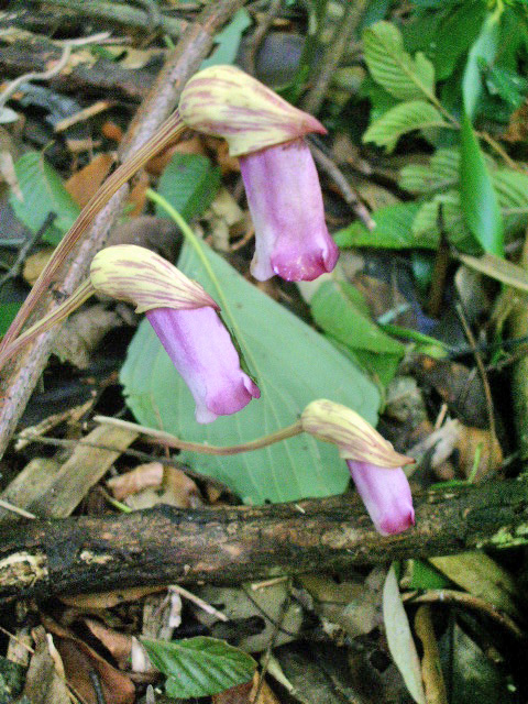 e0025300_1311626.jpg