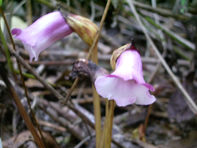e0025300_1313410.jpg