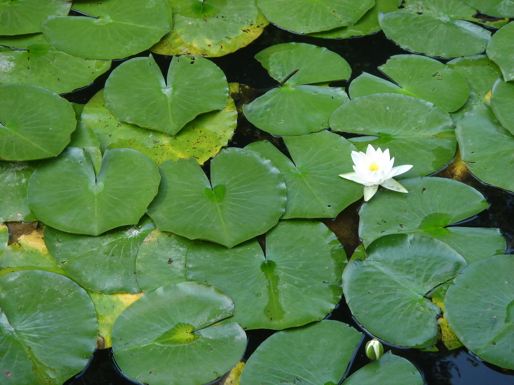 c0047602_1734440.jpg