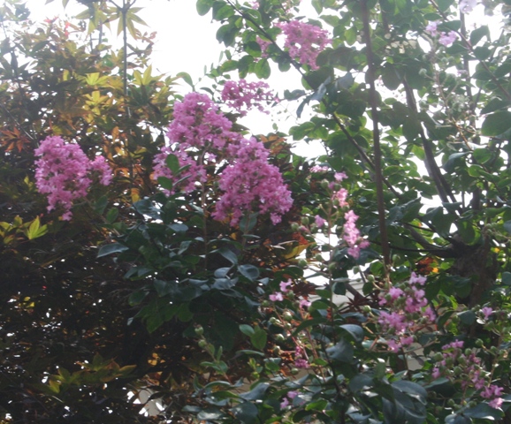 a0090729_9135387.jpg
