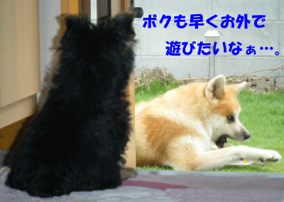 f0008935_15344721.gif