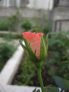 b0007944_15591855.jpg