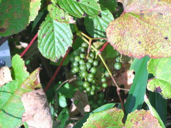 b0086858_1556127.jpg