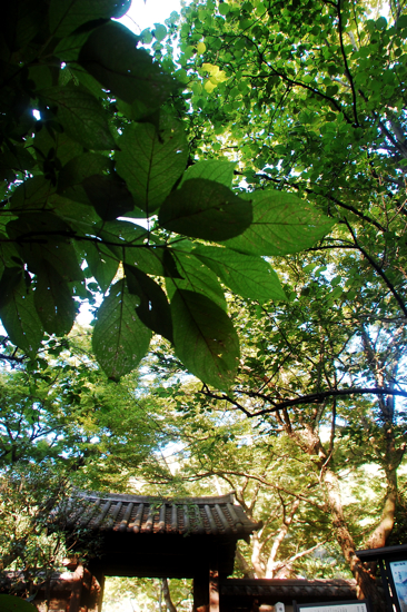 f0176458_933116.jpg