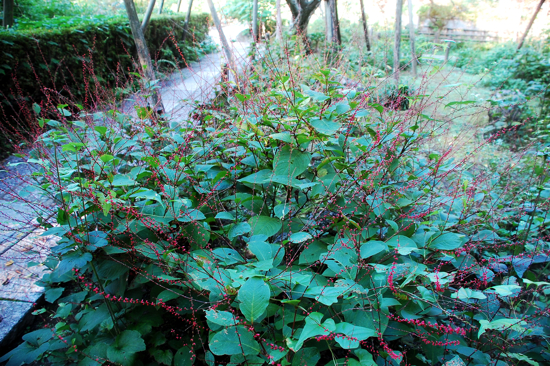 f0176458_9363295.jpg