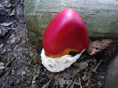 c0002874_7254644.jpg