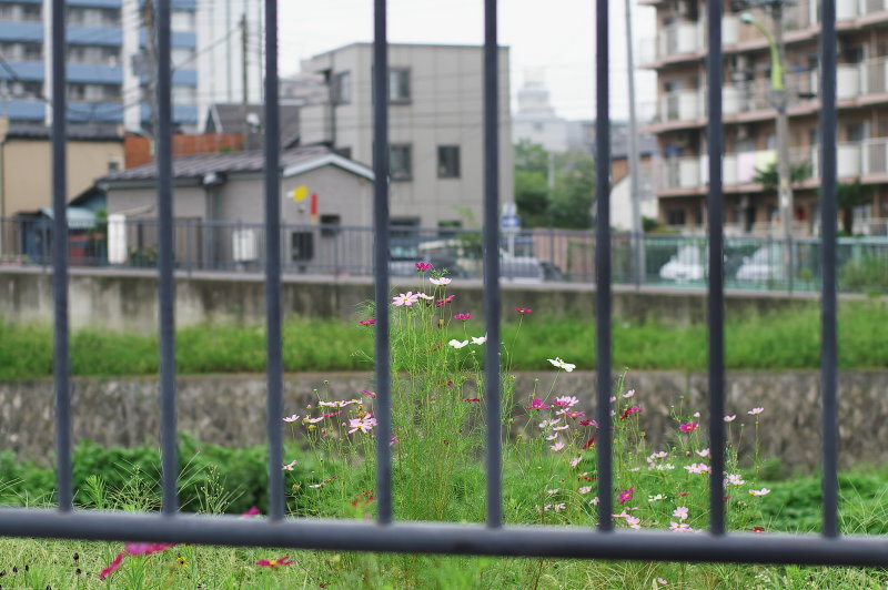 b0120979_936519.jpg