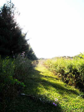 c0130986_552820.jpg