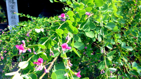 a0079292_14582220.jpg