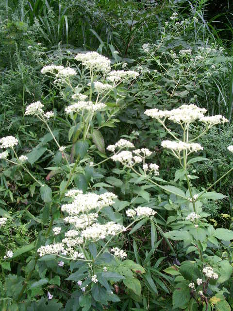e0025300_17211299.jpg