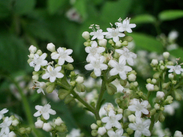 e0025300_17275729.jpg
