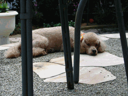 c0136736_2055833.gif
