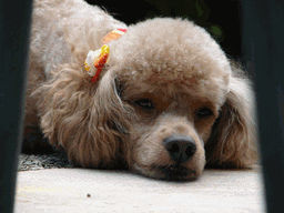 c0136736_2058291.gif