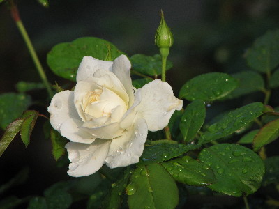 f0160554_2011357.jpg