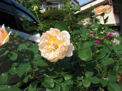 f0160554_2014067.jpg