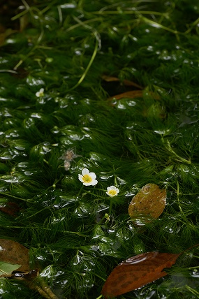 e0054067_0474650.jpg