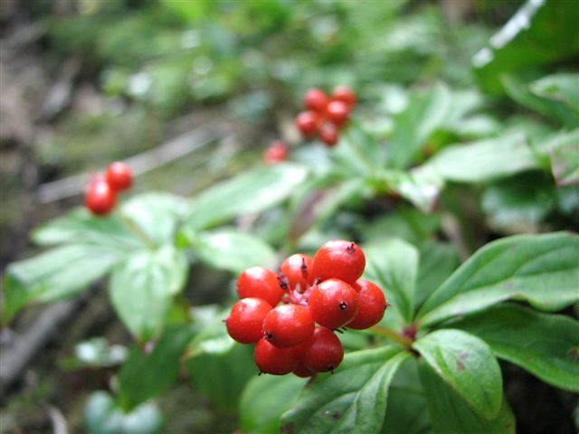 f0174373_923649.jpg