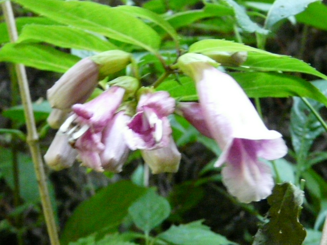 e0145782_2137148.jpg