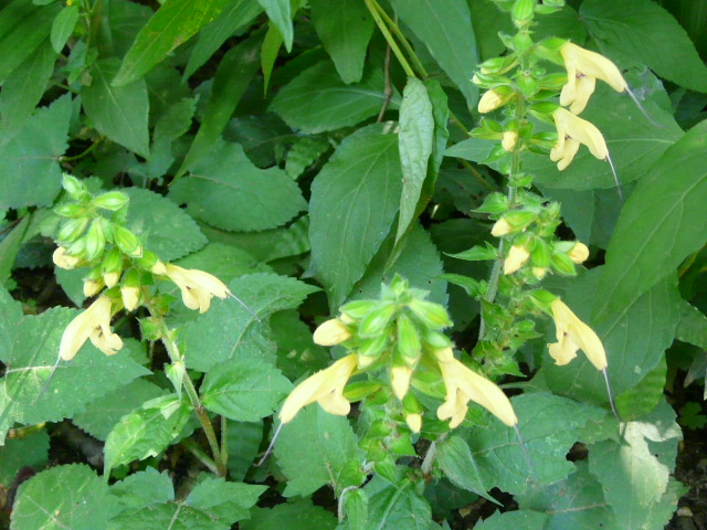 e0145782_21421715.jpg