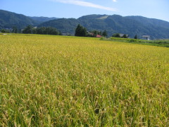 e0049598_13323819.jpg