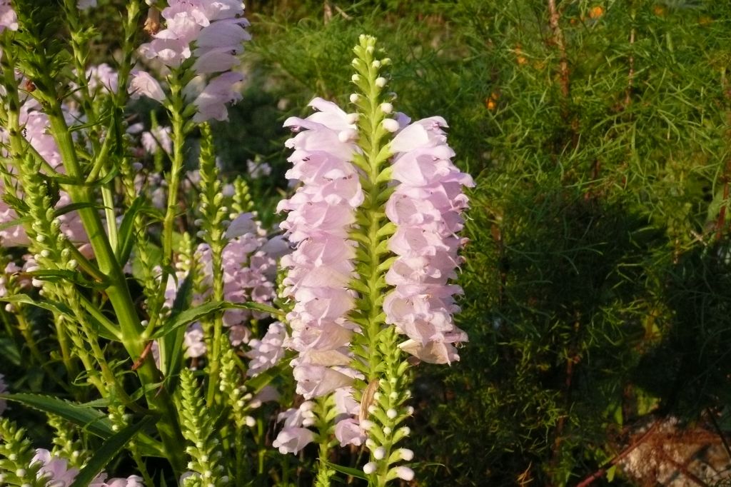 e0033229_20482499.jpg
