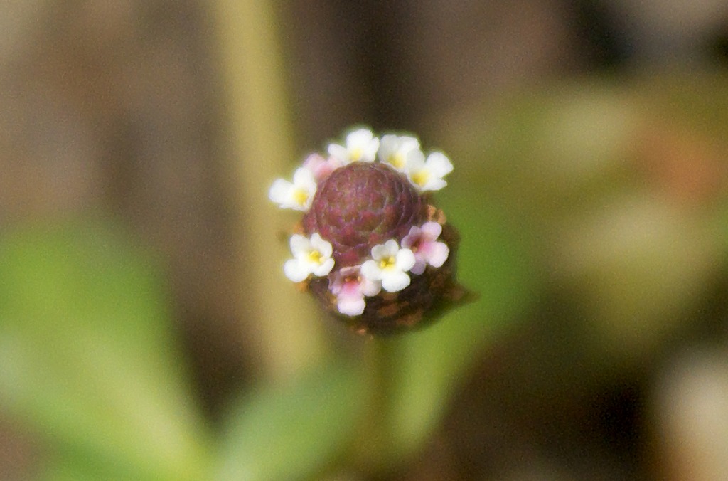 d0053930_6461392.jpg
