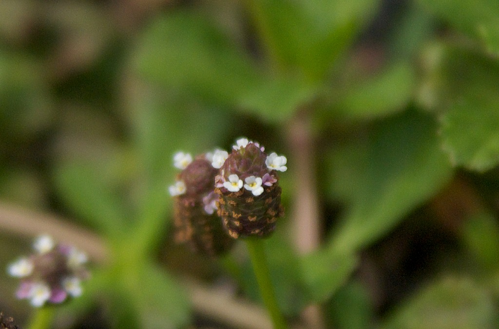 d0053930_6462574.jpg