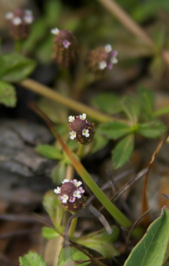 d0053930_6465827.jpg