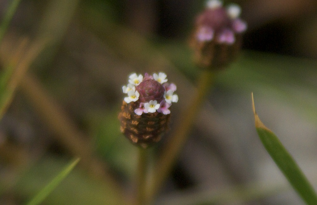 d0053930_647333.jpg